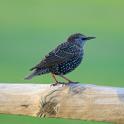 IMG_7778 Starling.JPG